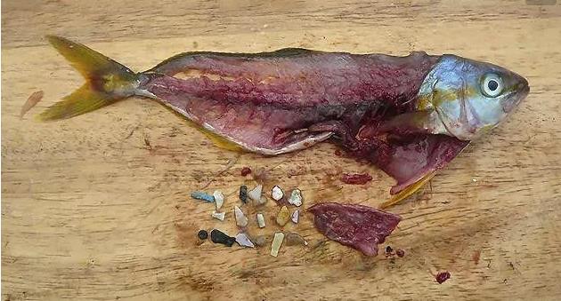 震驚！首次確認(rèn)：人體已被微塑料污染！